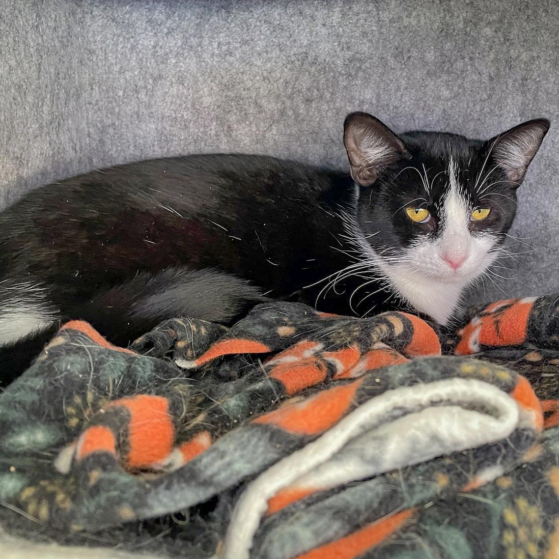 Enlarge March, a Adoptable mixed breed in Huntley, IL image 3/6