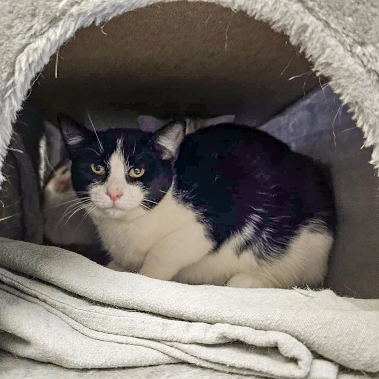 Enlarge March, a Adoptable mixed breed in Huntley, IL image 6/6