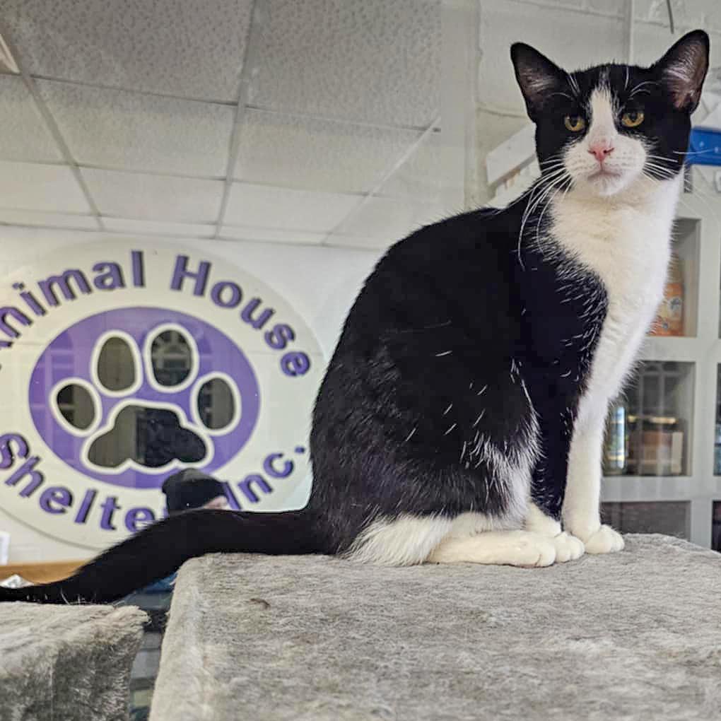 Enlarge March, a Adoptable mixed breed in Huntley, IL image 4/6