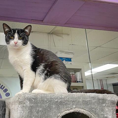 Enlarge March, a Adoptable mixed breed in Huntley, IL image 5/6