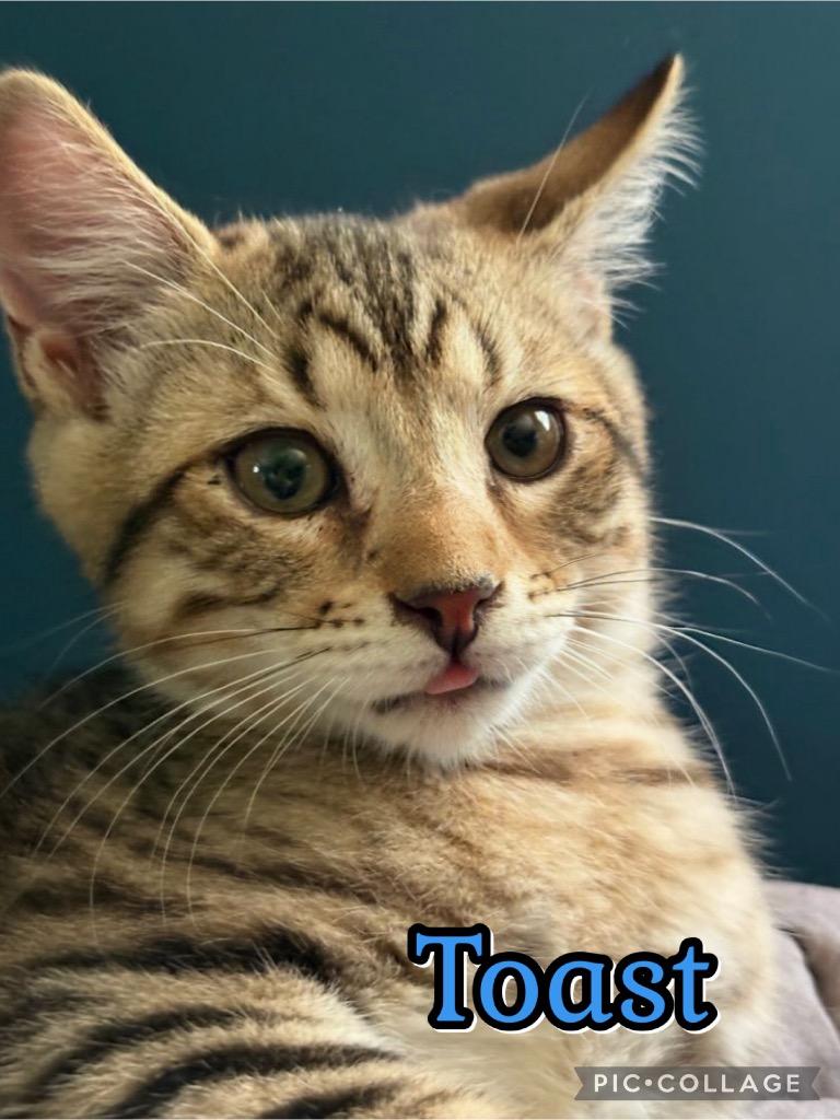 Enlarge Toast, a Adoptable mixed breed in Fort Oglethorpe, GA image 1/3