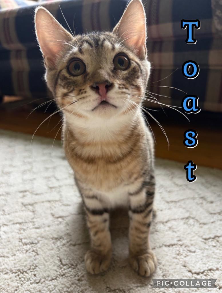 Enlarge Toast, a Adoptable mixed breed in Fort Oglethorpe, GA image 3/3