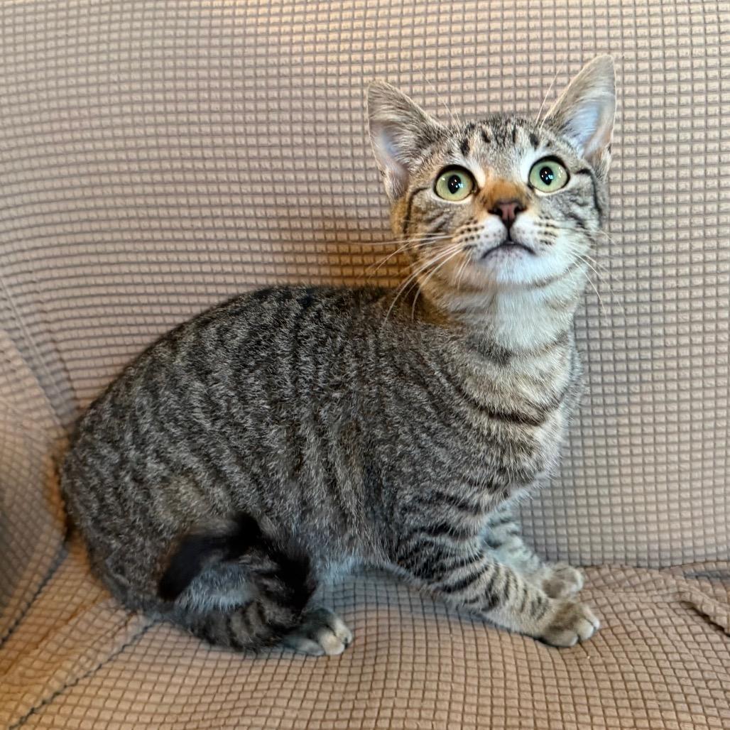 Maya, a Adoptable Domestic Short Hair in Flower Mound, TX image 1/6