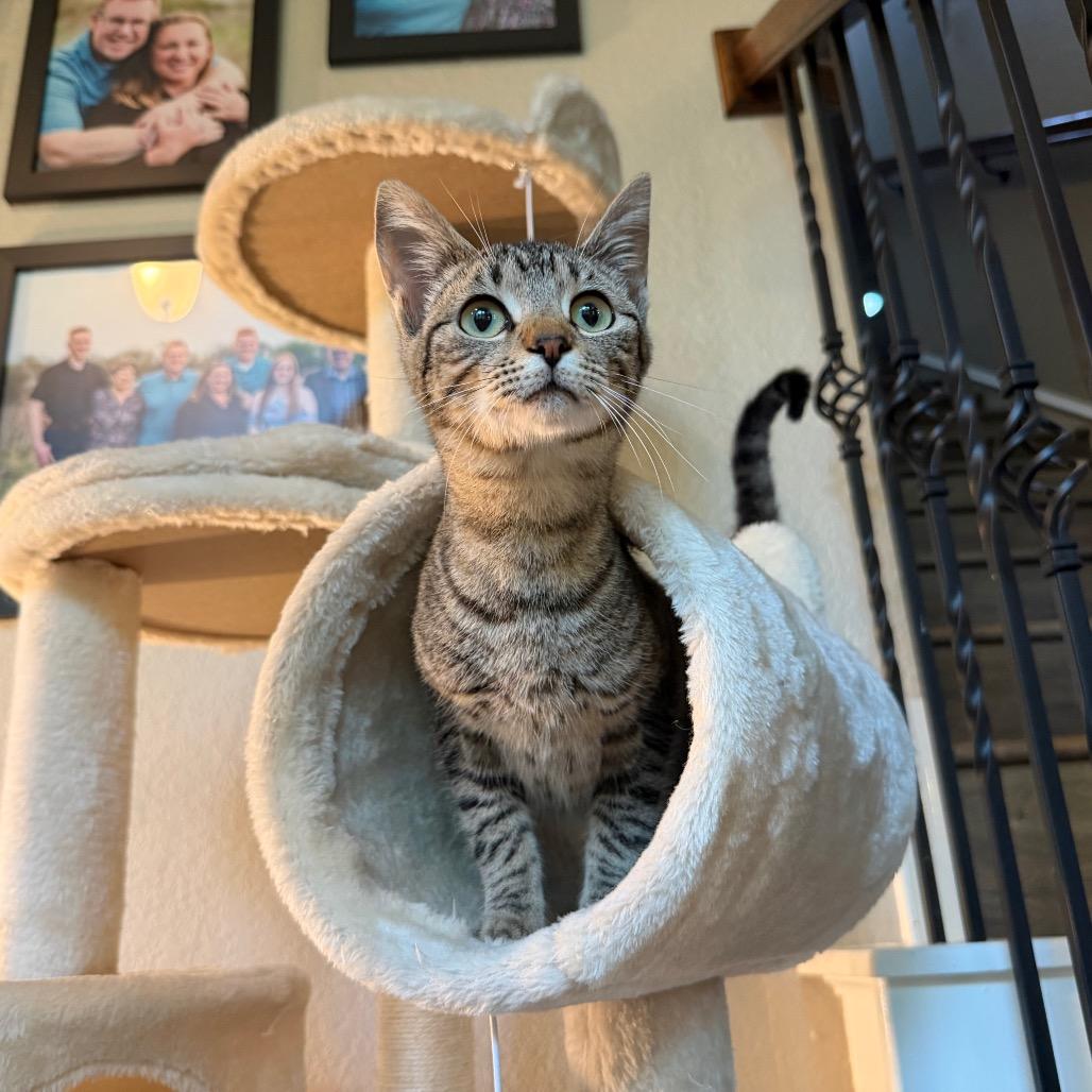 Maya, a Adoptable Domestic Short Hair in Flower Mound, TX image 2/6