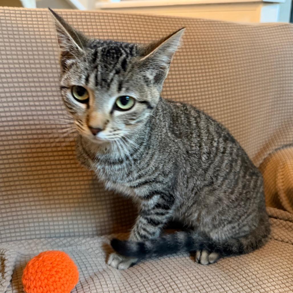 Maya, a Adoptable Domestic Short Hair in Flower Mound, TX image 3/6
