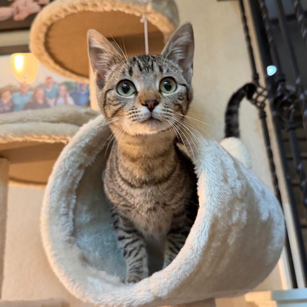 Maya, a Adoptable Domestic Short Hair in Flower Mound, TX image 4/6