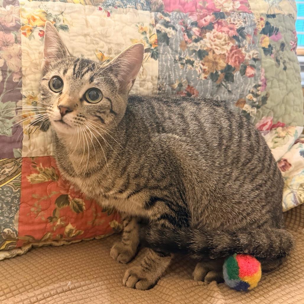 Maya, a Adoptable Domestic Short Hair in Flower Mound, TX image 5/6