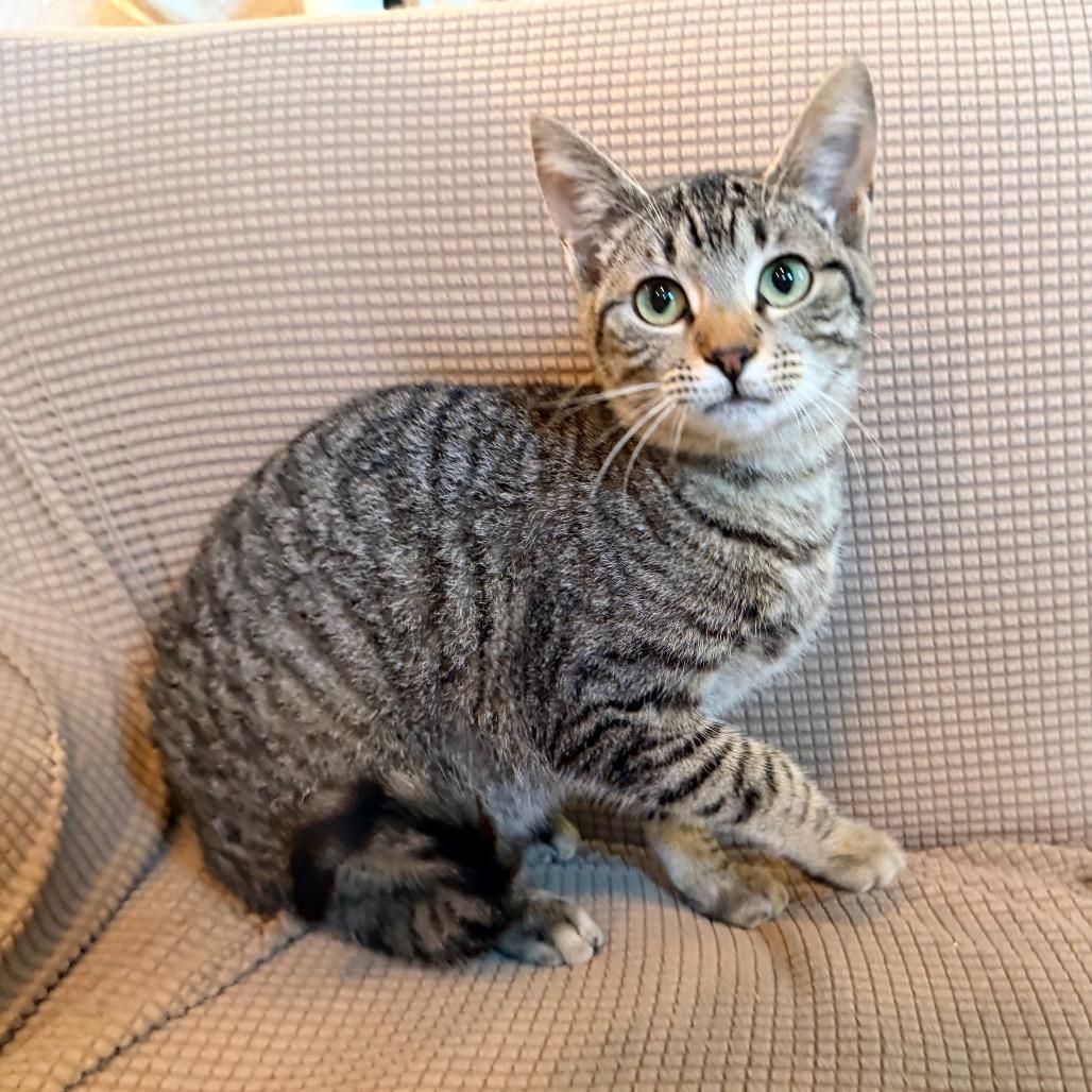 Maya, a Adoptable Domestic Short Hair in Flower Mound, TX image 6/6