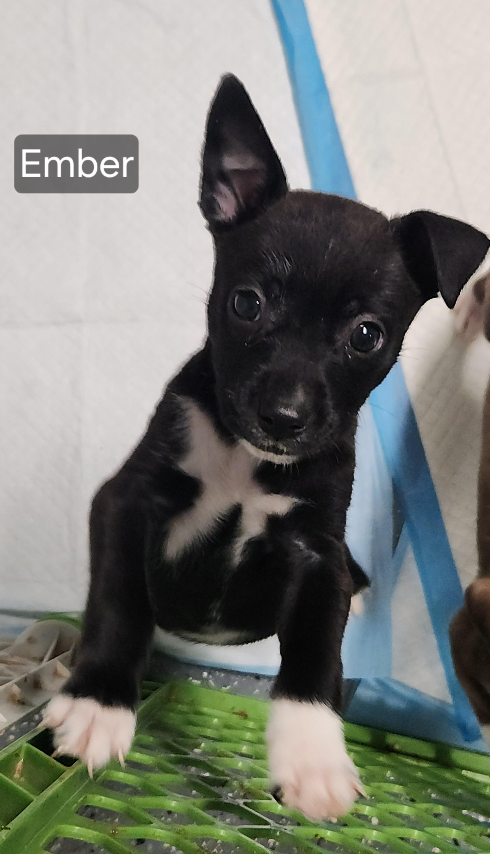 Enlarge Ember, a Adoptable mixed breed in Flintstone, GA image 1/2