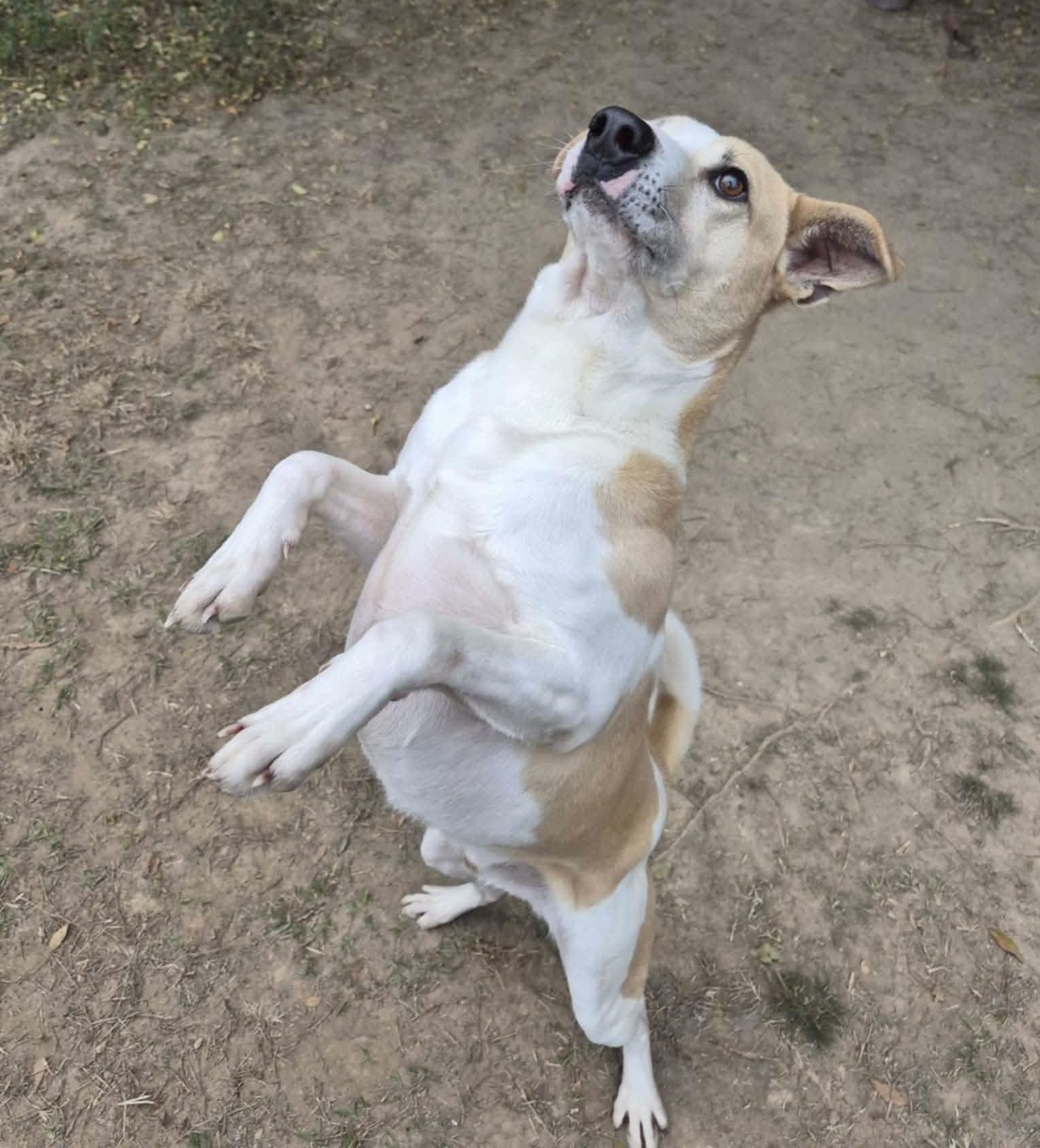 Enlarge Forrest, a Adoptable mixed breed in Anniston, AL image 2/4