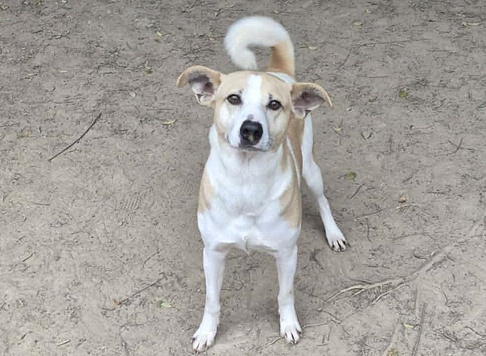 Enlarge Forrest, a Adoptable mixed breed in Anniston, AL image 3/4