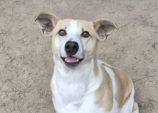Enlarge Forrest, a Adoptable mixed breed in Anniston, AL image 1/4