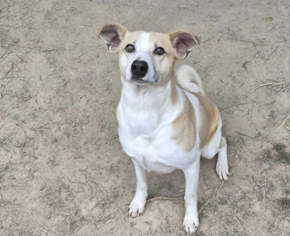 Enlarge Forrest, a Adoptable mixed breed in Anniston, AL image 4/4