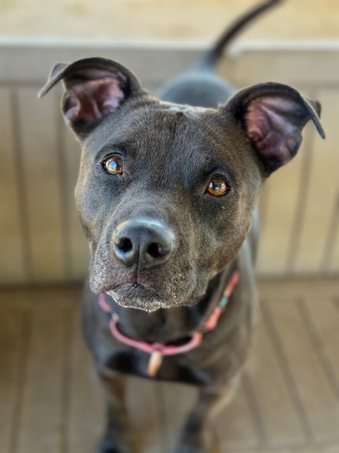 Enlarge Jakida , a ADOPTABLE Pit Bull Terrier in Phoenix, OR image 2/6