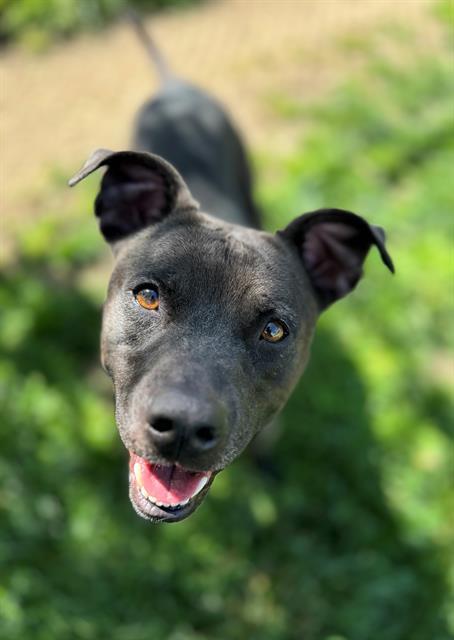 Enlarge Jakida , a ADOPTABLE Pit Bull Terrier in Phoenix, OR image 4/6