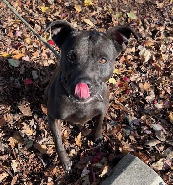 Jakida , ADOPTABLE, Young Female Pit Bull Terrier.