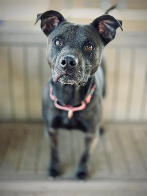 Enlarge Jakida , a ADOPTABLE Pit Bull Terrier in Phoenix, OR image 6/6