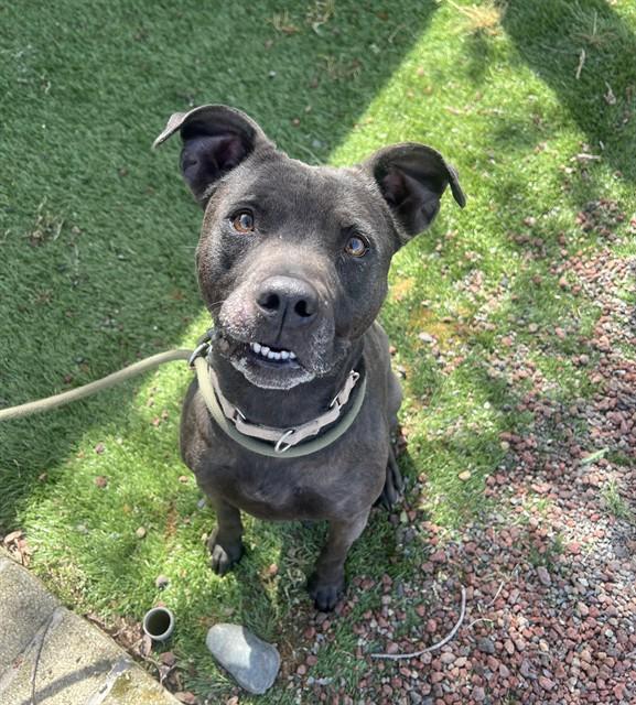 Enlarge Jakida , a ADOPTABLE Pit Bull Terrier in Phoenix, OR image 3/6