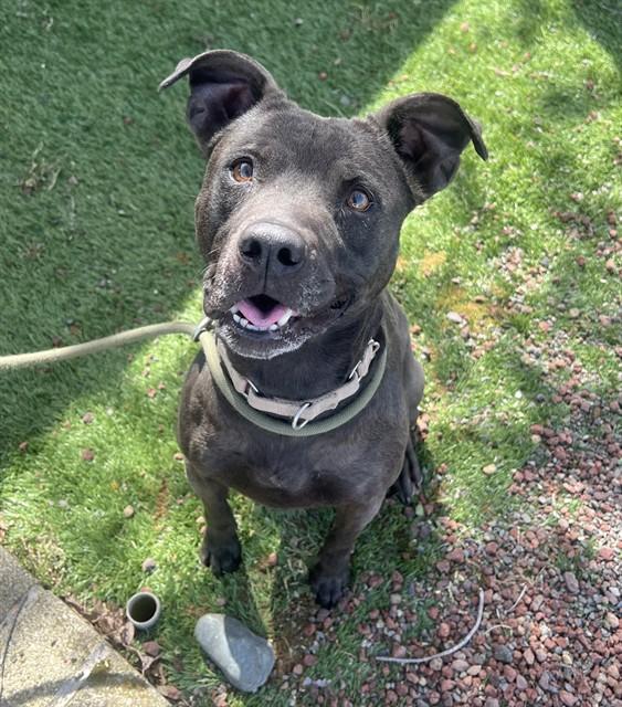 Enlarge Jakida , a ADOPTABLE Pit Bull Terrier in Phoenix, OR image 5/6