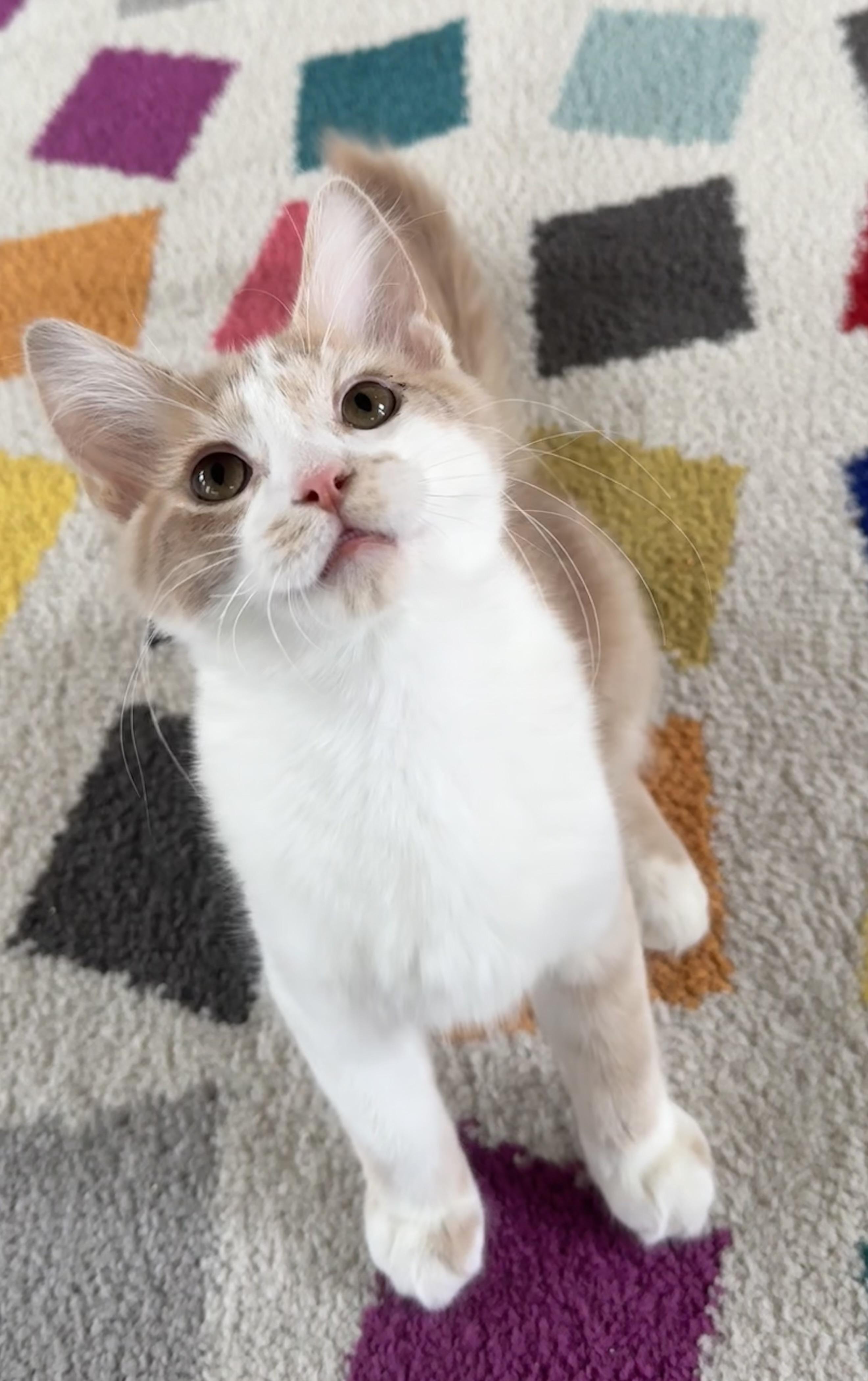 Queso, a ADOPTABLE Domestic Medium Hair in Saginaw, MI image 2/4