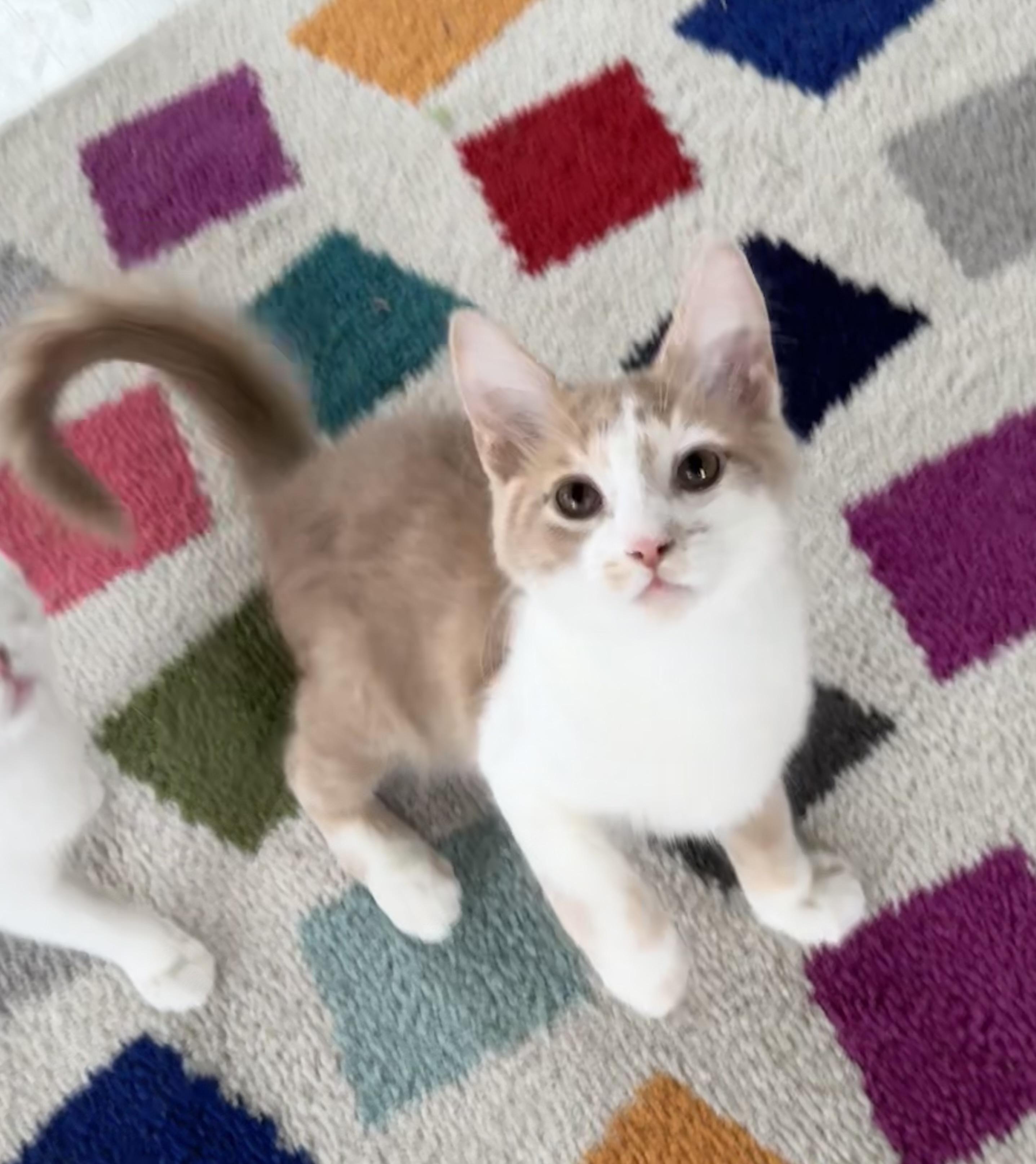 Queso, a ADOPTABLE Domestic Medium Hair in Saginaw, MI image 4/4