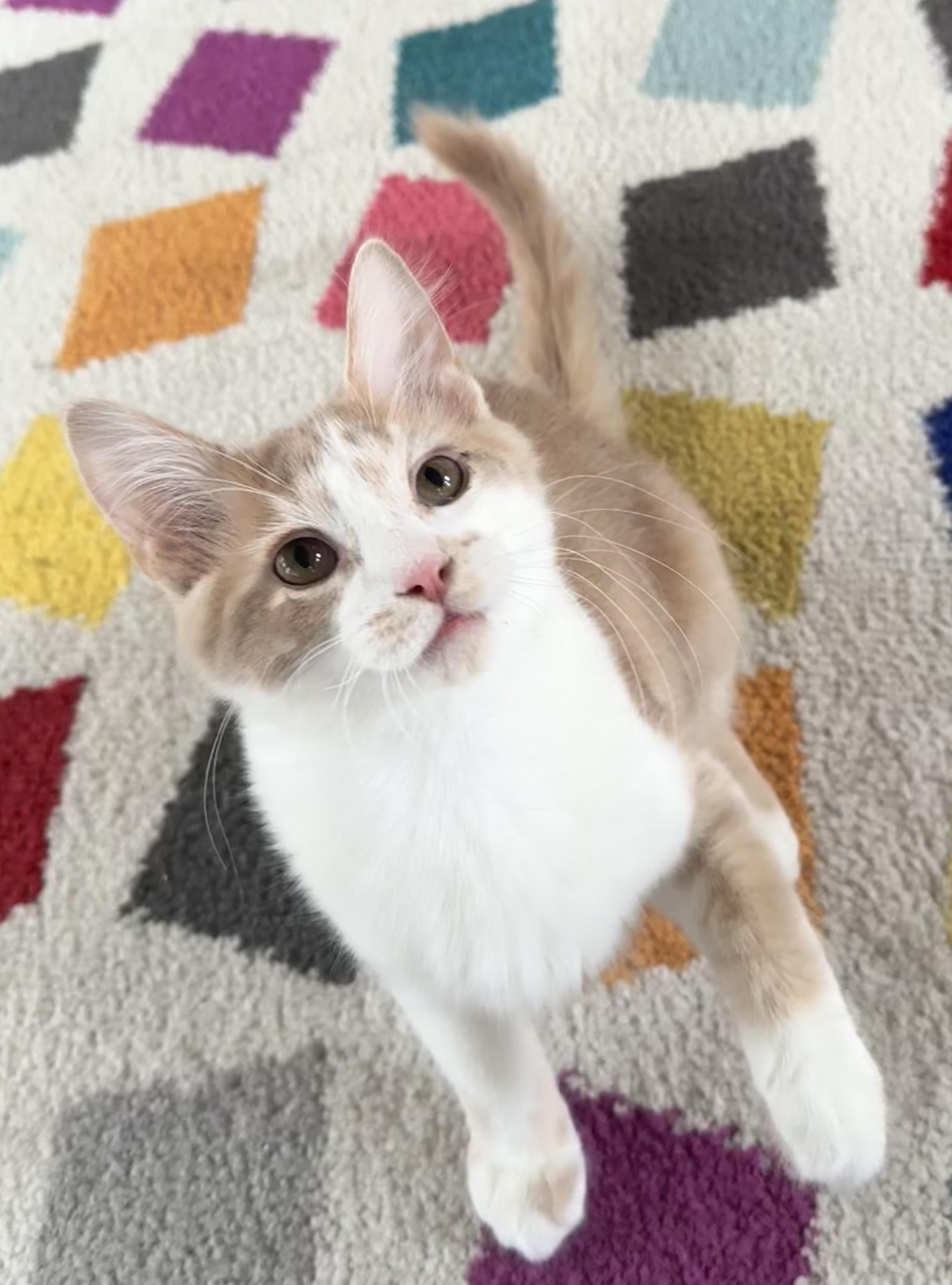 Queso, a ADOPTABLE Domestic Medium Hair in Saginaw, MI image 3/4