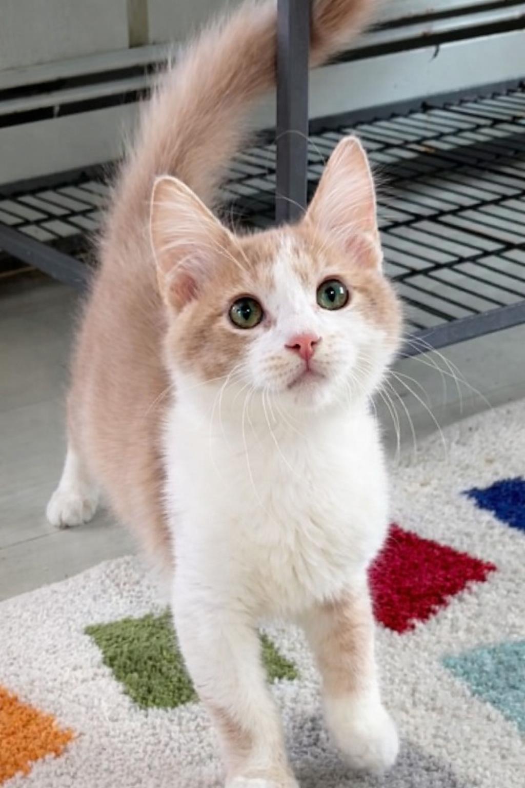 Queso, ADOPTABLE, Kitten Male Domestic Medium Hair.