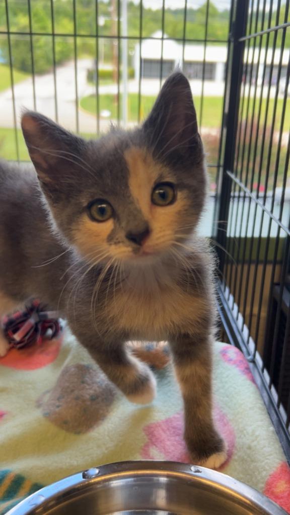 Enlarge Zelda, a Adopted mixed breed in Blountville, TN image 3/3