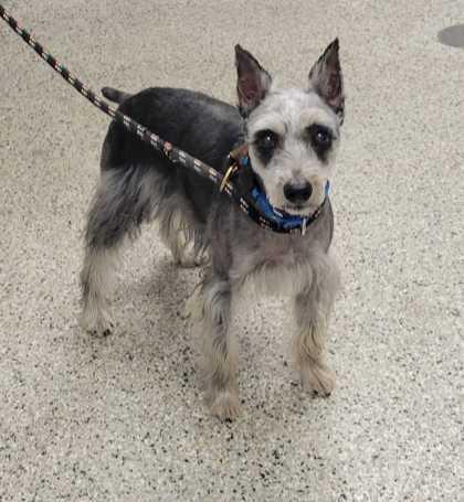 Enlarge Zeke, a Adoptable Schnauzer in Kansas City, MO image 1/2