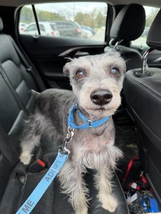 Enlarge Zeke, a Adoptable Schnauzer in Kansas City, MO image 2/2