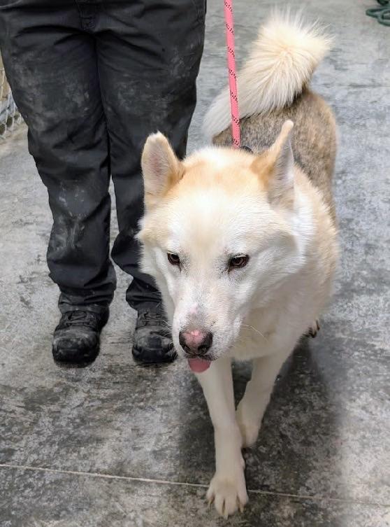 Canola — thumbnail 2