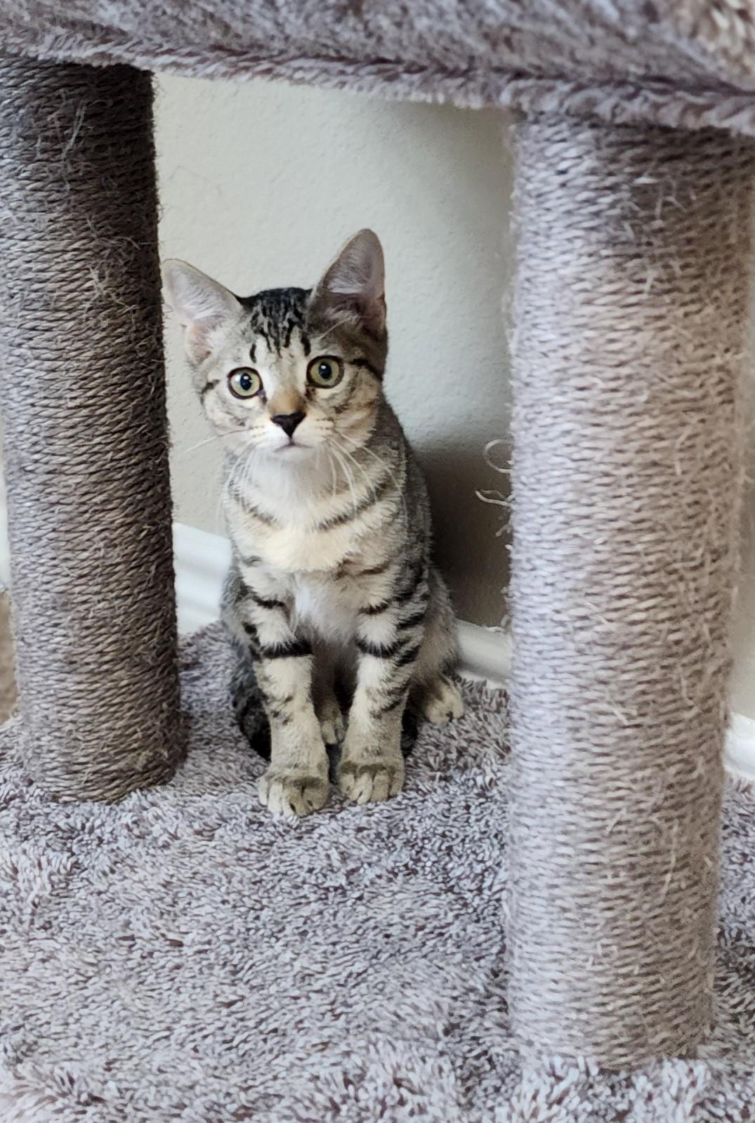 Simba