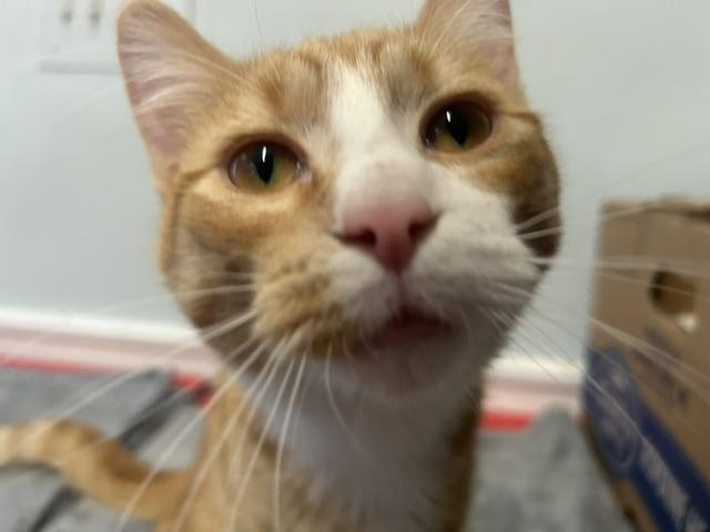 Enlarge Milo, a Adopted Domestic Short Hair in Chicago, IL image 2/6