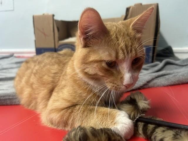 Enlarge Milo, a Adopted Domestic Short Hair in Chicago, IL image 5/6