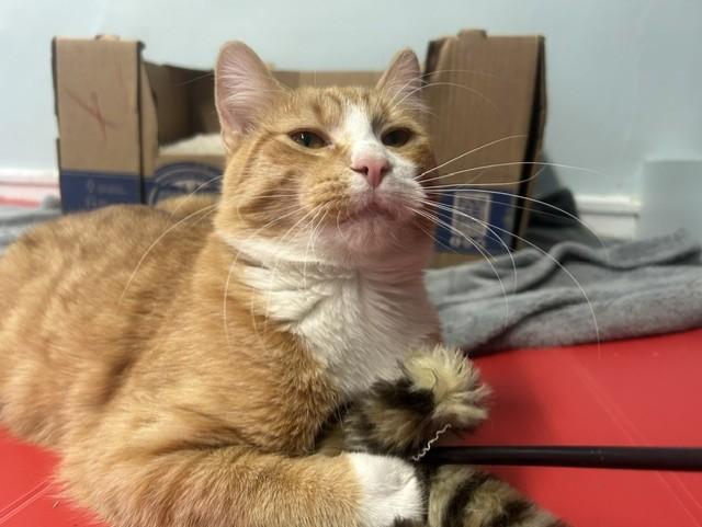 Enlarge Milo, a Adopted Domestic Short Hair in Chicago, IL image 4/6