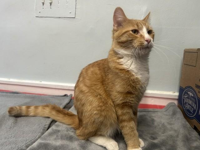 Enlarge Milo, a Adopted Domestic Short Hair in Chicago, IL image 6/6