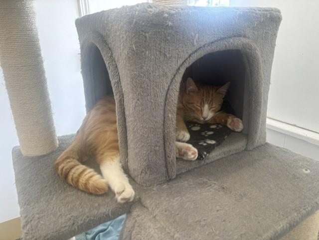 Enlarge Milo, a Adopted Domestic Short Hair in Chicago, IL image 3/6