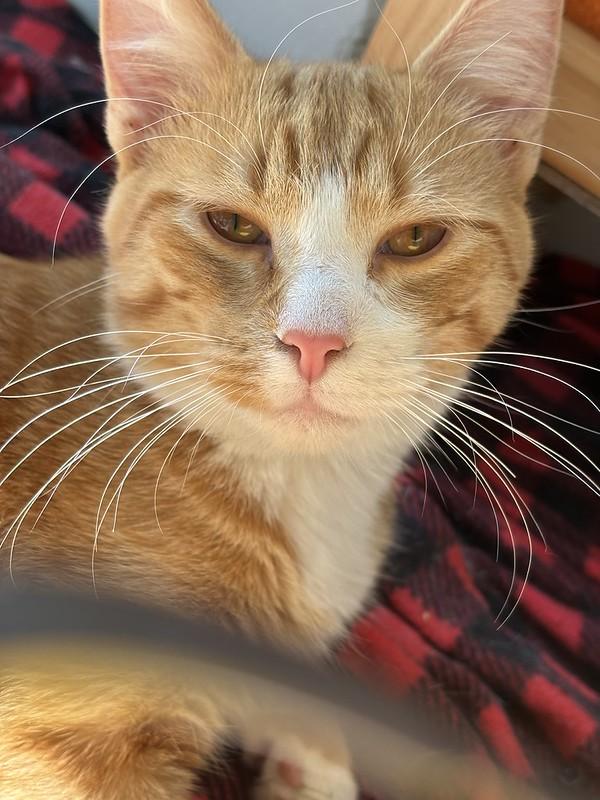 Milo, Adopted, Adult Male Domestic Short Hair.