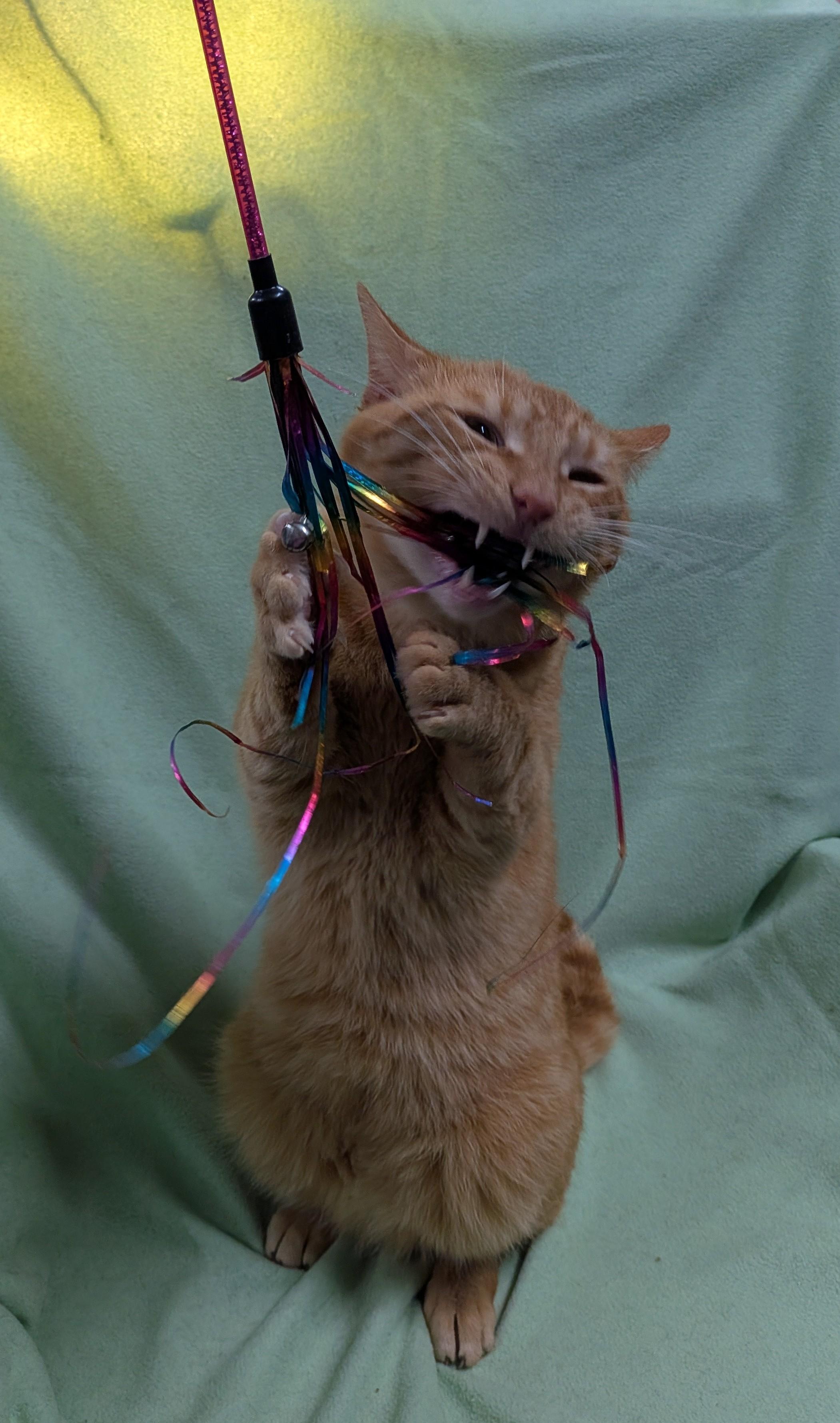 Enlarge SLICK, an adoption pending Domestic Short Hair in Tillsonburg, ON image 6/6