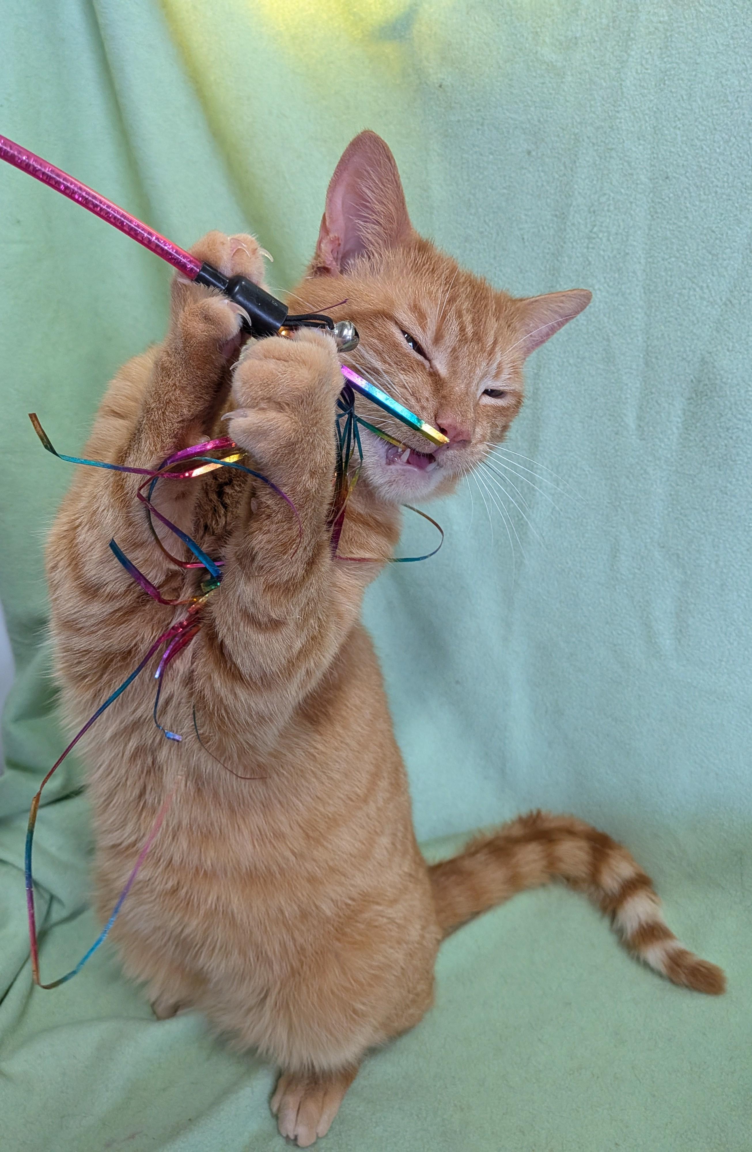 Enlarge SLICK, an adoption pending Domestic Short Hair in Tillsonburg, ON image 5/6