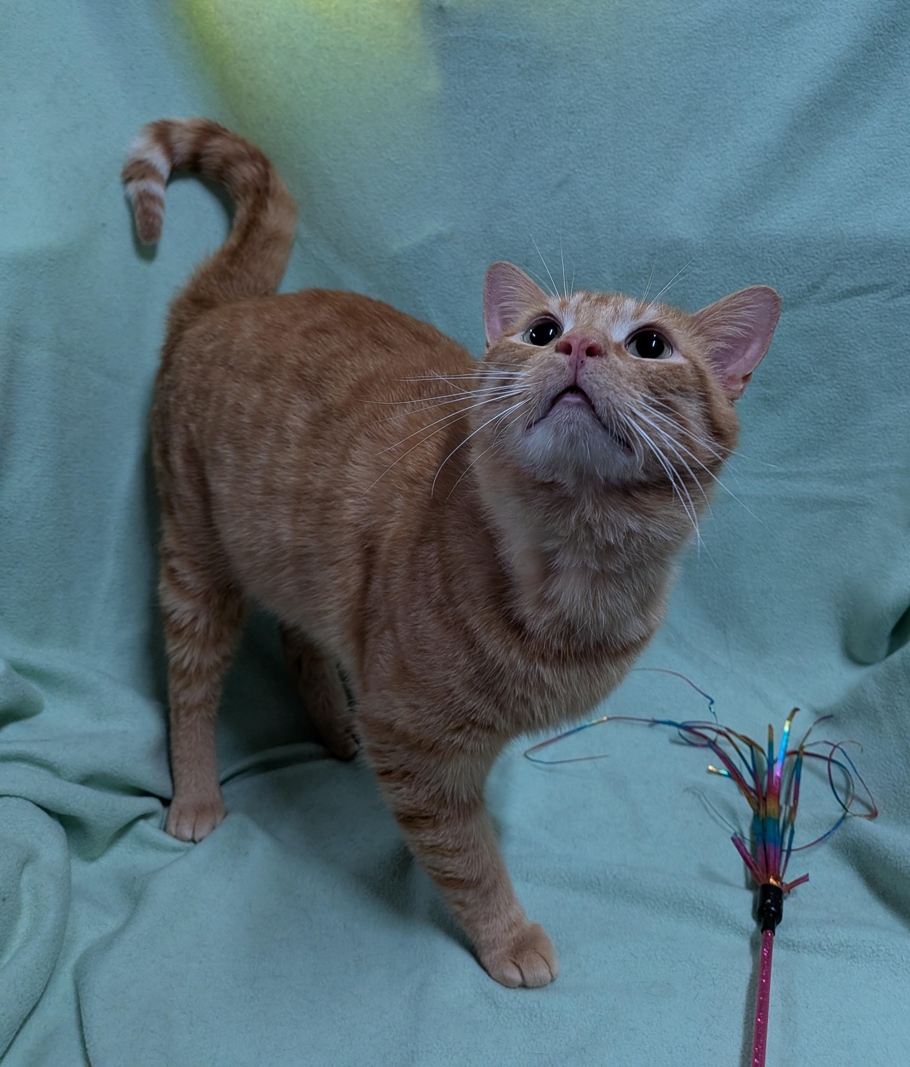 Enlarge SLICK, an adoption pending Domestic Short Hair in Tillsonburg, ON image 2/6