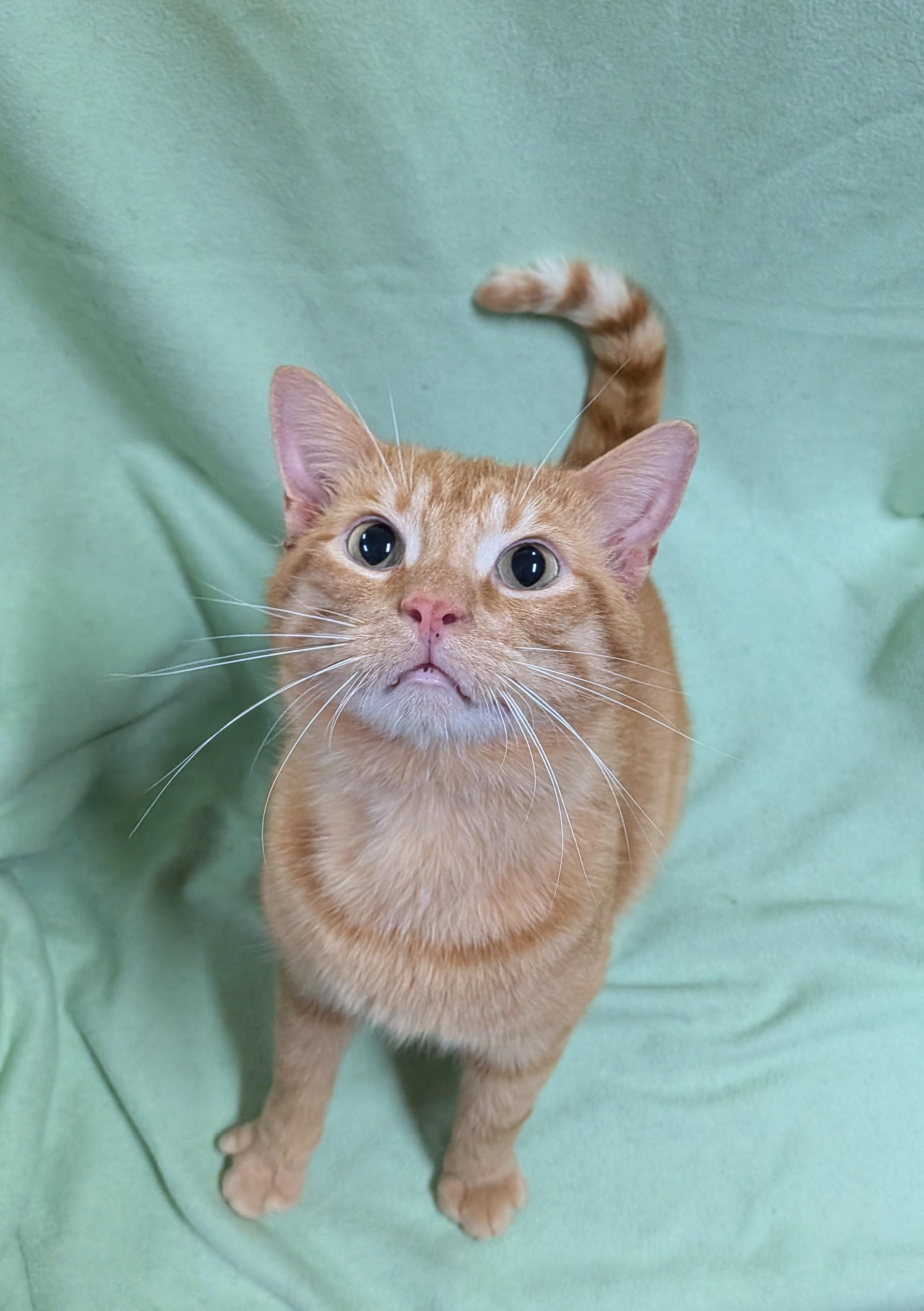 Enlarge SLICK, an adoption pending Domestic Short Hair in Tillsonburg, ON image 1/6