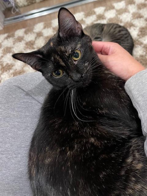 Chloe (10 months), an adopted Domestic Short Hair in Los Angeles, CA image 5/6