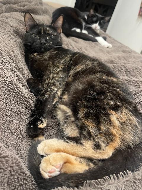 Chloe (10 months), an adopted Domestic Short Hair in Los Angeles, CA image 1/6