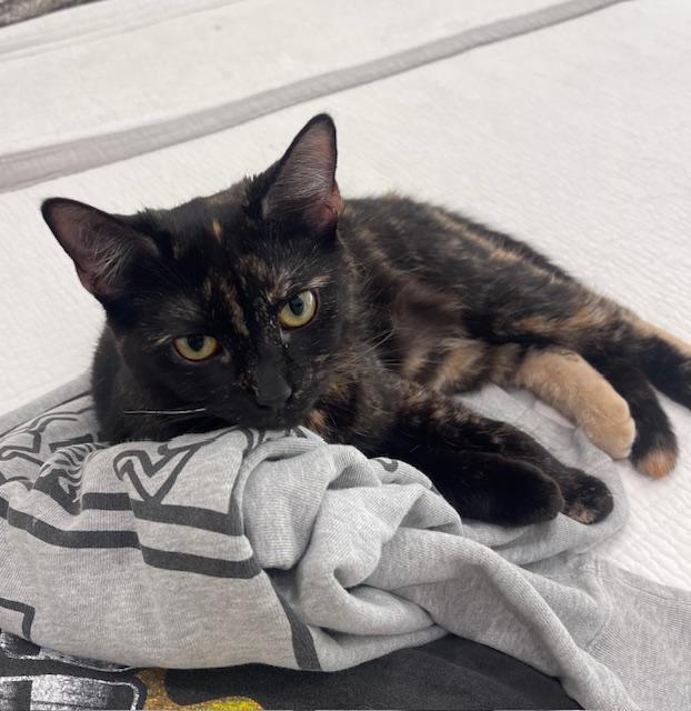 Chloe (10 months), an adopted Domestic Short Hair in Los Angeles, CA image 3/6