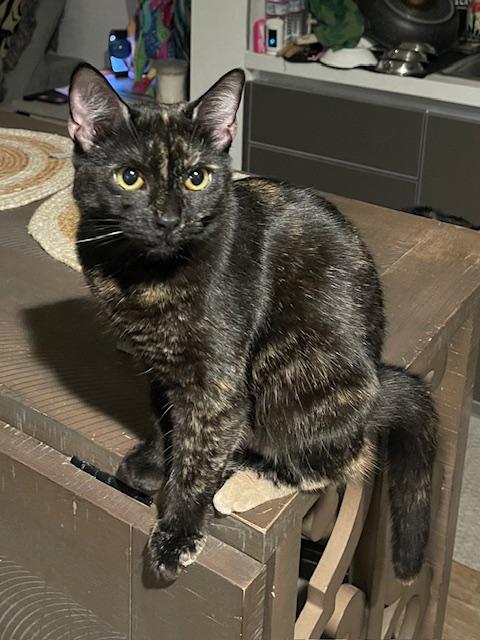 Chloe (10 months), an adopted Domestic Short Hair in Los Angeles, CA image 4/6