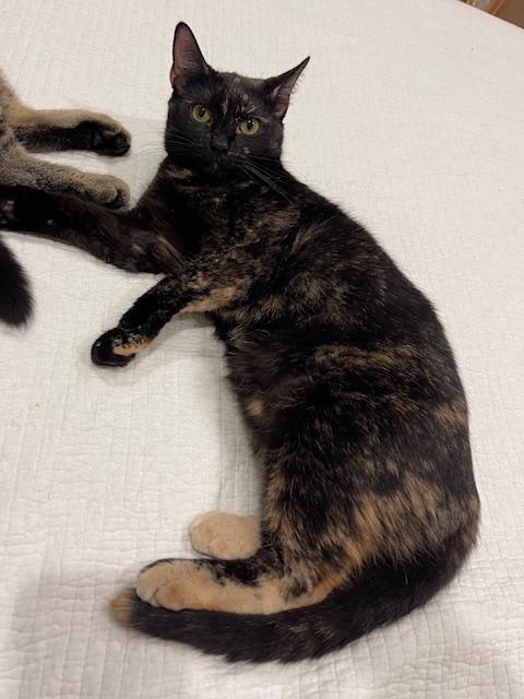 Chloe (10 months), an adopted Domestic Short Hair in Los Angeles, CA image 6/6