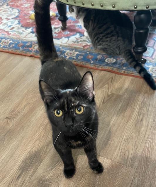 Chloe (10 months), an adopted Domestic Short Hair in Los Angeles, CA image 2/6