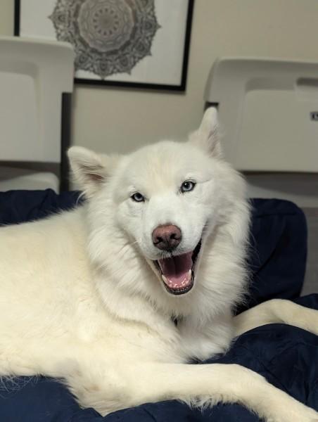 Enlarge Apollo, an adopted mixed breed in San Rafael, CA image 4/4