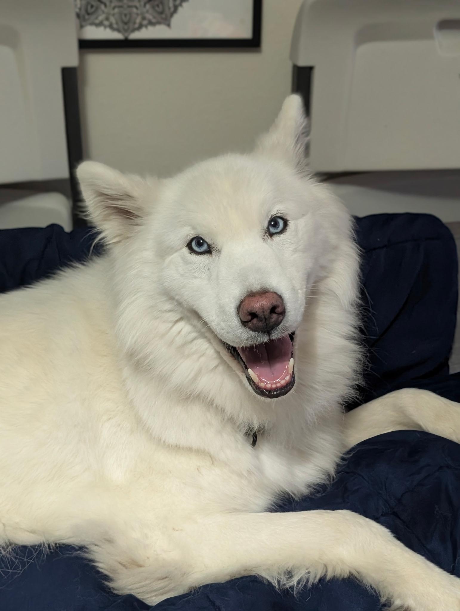 Enlarge Apollo, an adopted mixed breed in San Rafael, CA image 2/4